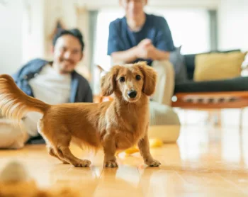 Renting With Pets: Fees, Rules, and How to Prepare