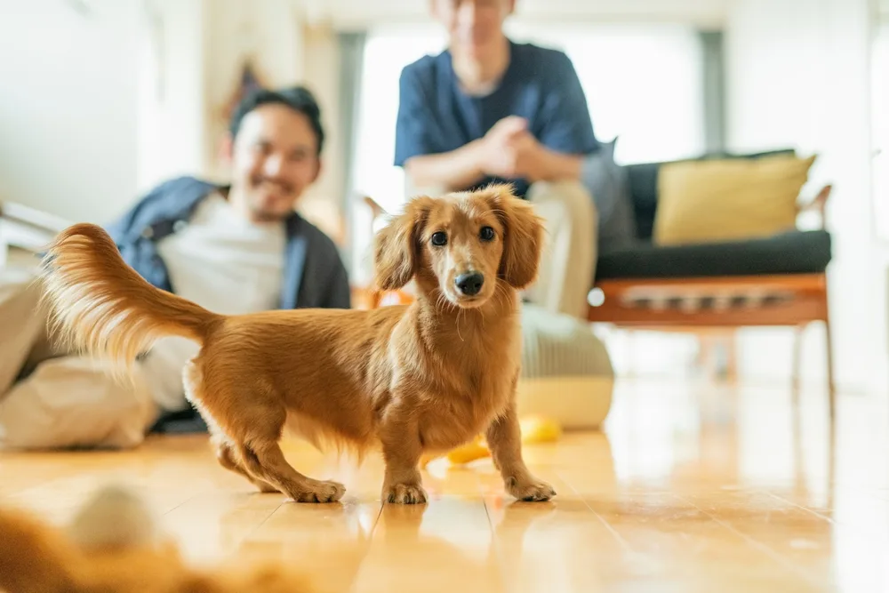 Renting With Pets: Fees, Rules, and How to Prepare